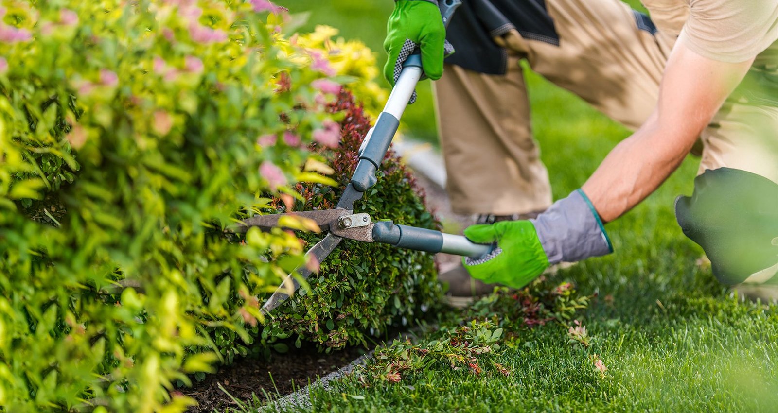 Landscaper shaping a hedge on a green lawn